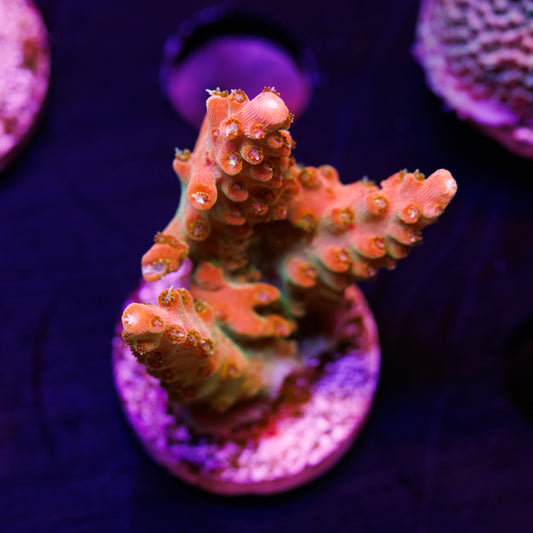 TSA Orange Creamsicle #2