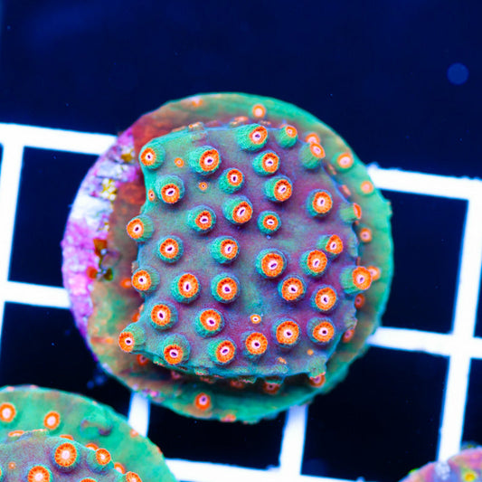 JF Jinglebells Cyphastrea #1