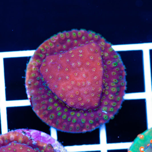 Awesome Oddball Cyphastrea #1