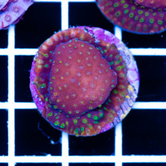 Awesome Oddball Cyphastrea #2