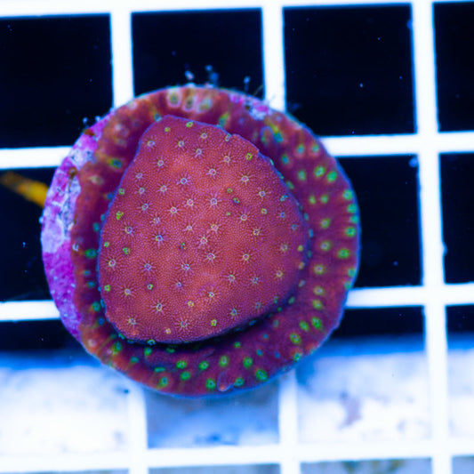 Awesome Oddball Cyphastrea #3