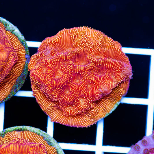 Blood Orange Leptoseris #1