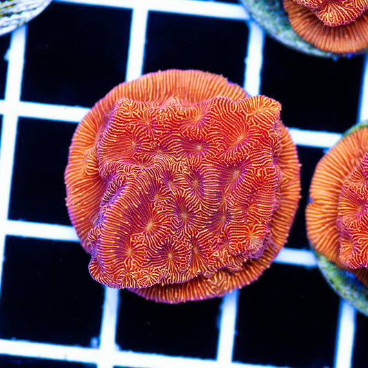 Blood Orange Leptoseris #5