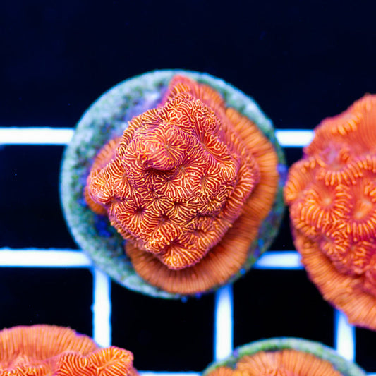 Blood Orange Leptoseris #6