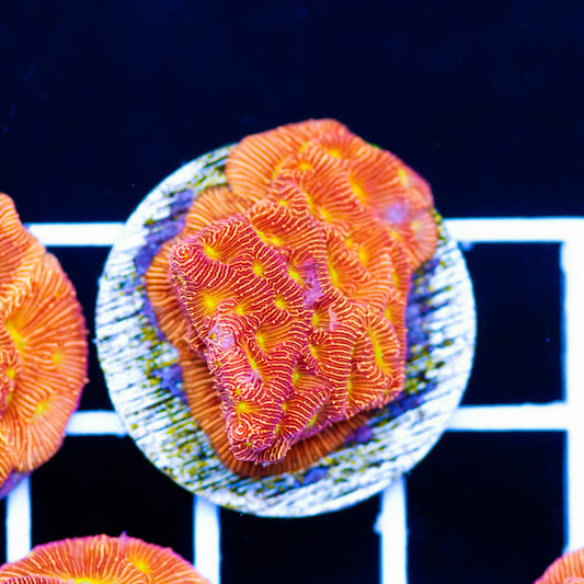 JF Lethal Leptoseris #1