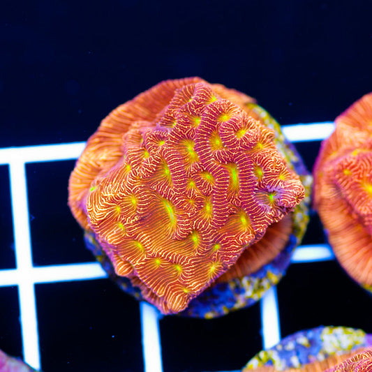 JF Lethal Leptoseris #6
