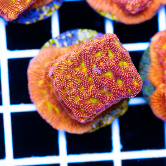 JF Lethal Leptoseris #7