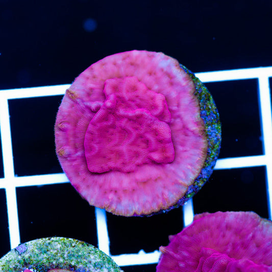 Red Velvet Leptoseris #4