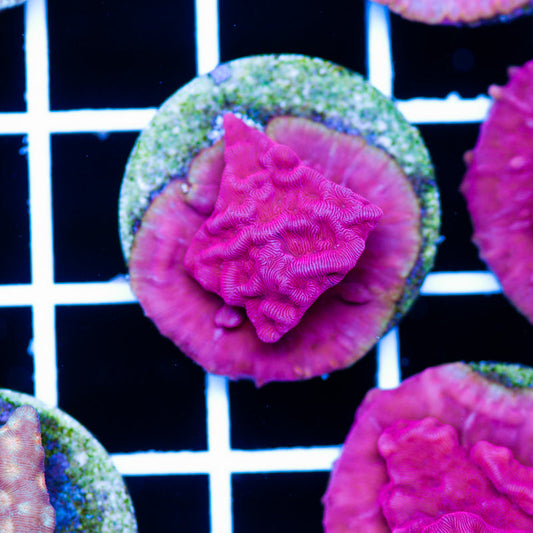 Red Velvet Leptoseris #5
