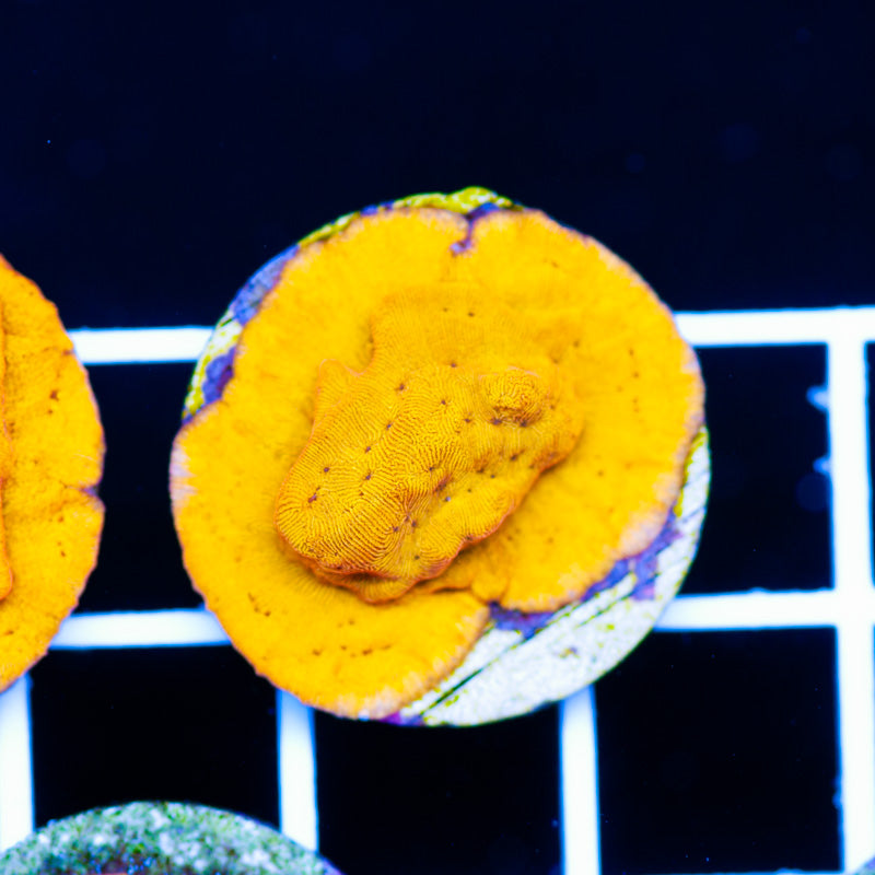 24K Leptoseris #3