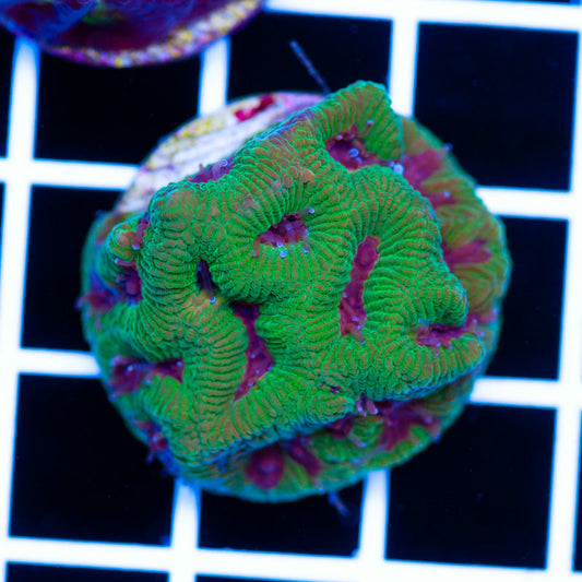 Aussie Purple Eye Maze