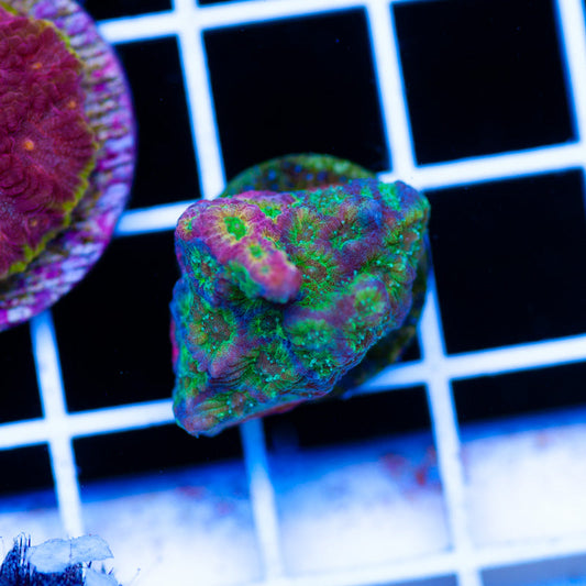 Two Face Dayglo Favia