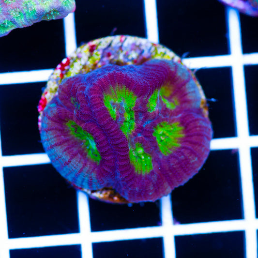 Hypo Tango Favia