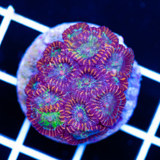 Awesome Aussie Favia