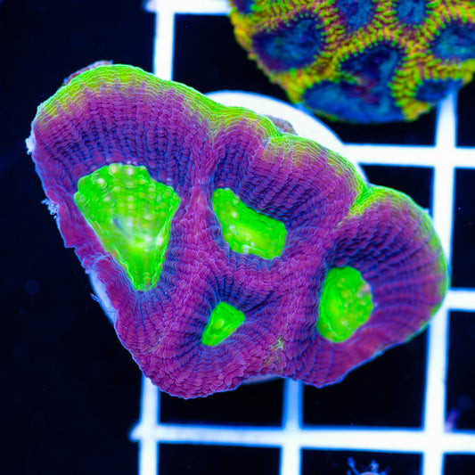 Aussie Dragon Soul Favia #1
