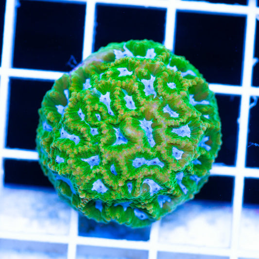CC Midori Melon