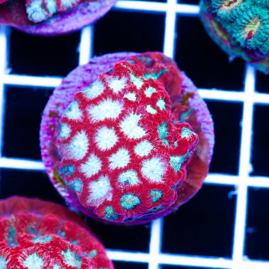 CC Odyssey Favia