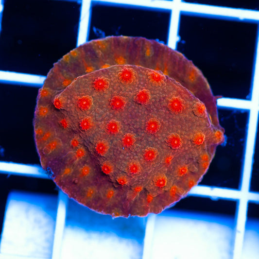 CC Solar Flare Cyphastrea