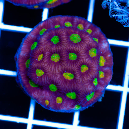 Rainbow Tempest Favia