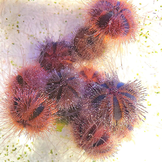 ORA Tuxedo Urchin